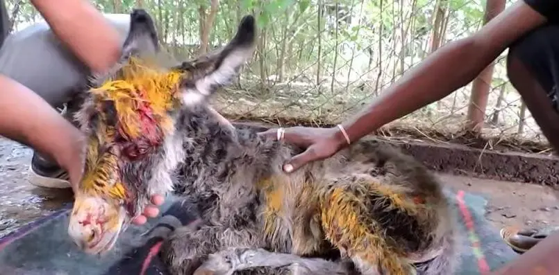 injured baby donkey