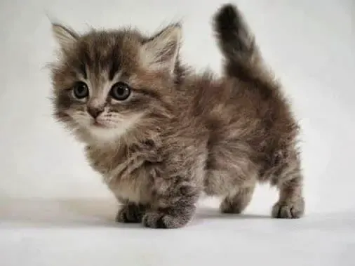 munchkin cat