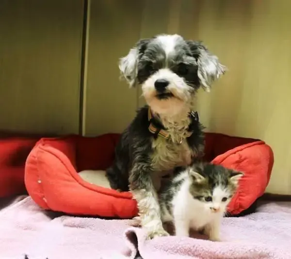 dog nurses kitten