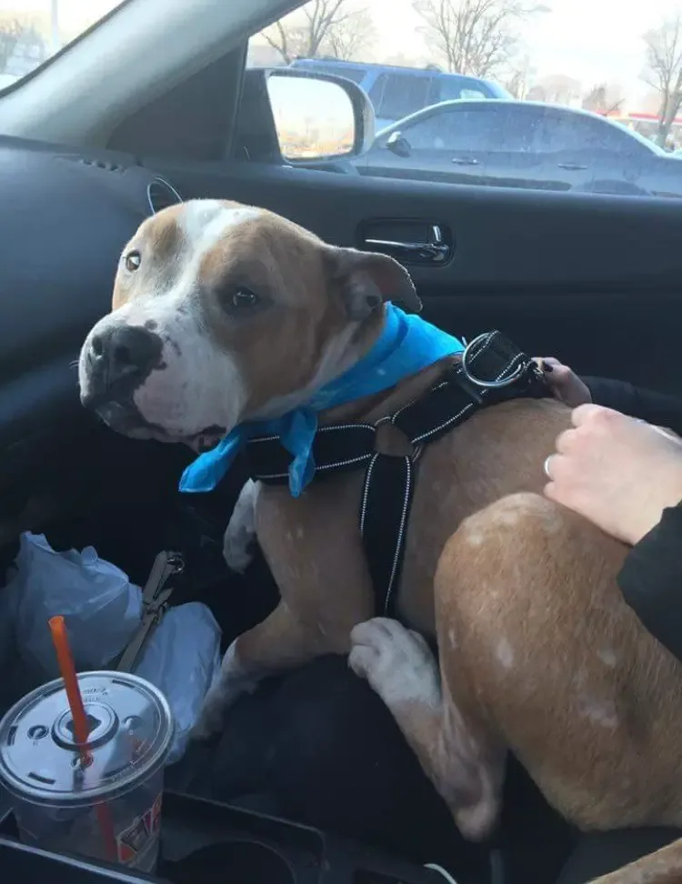 dog rescued from shelter
