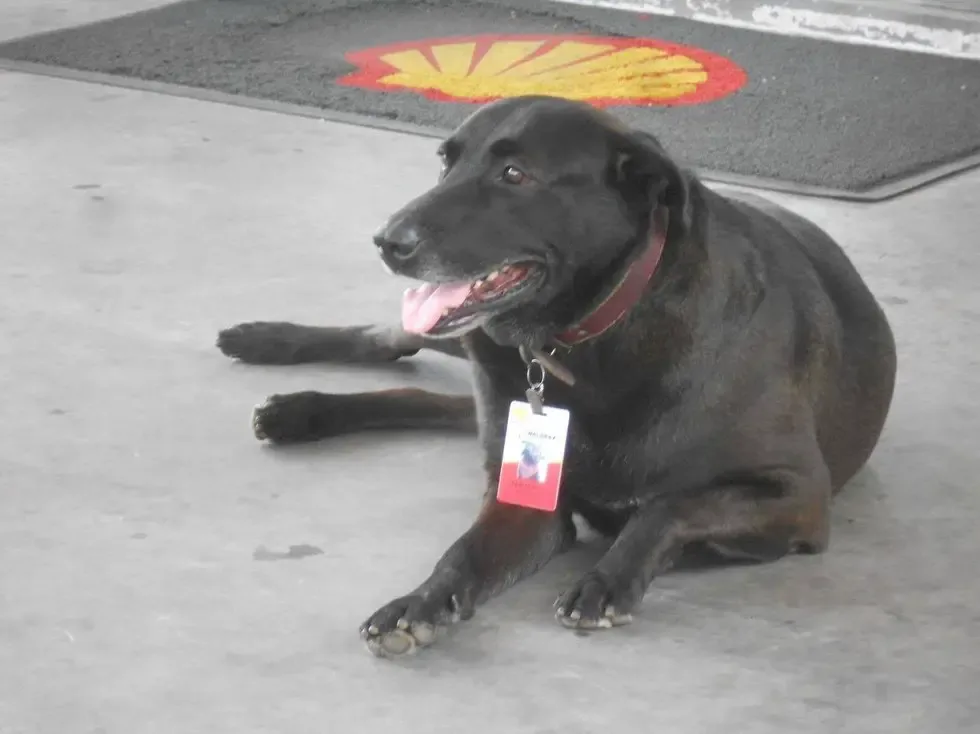 dog at gas station