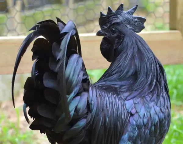 black chicken