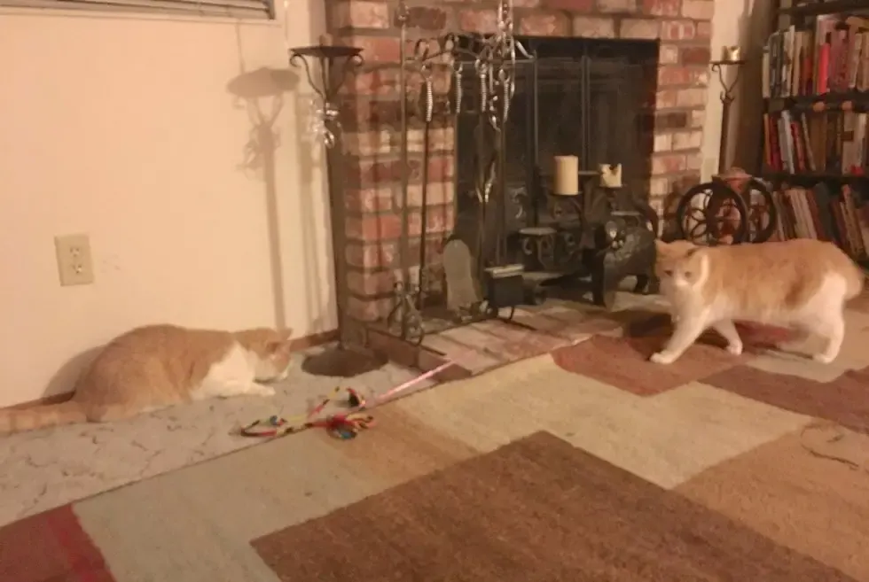 cat brothers