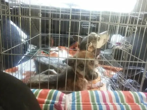 rescued dogs