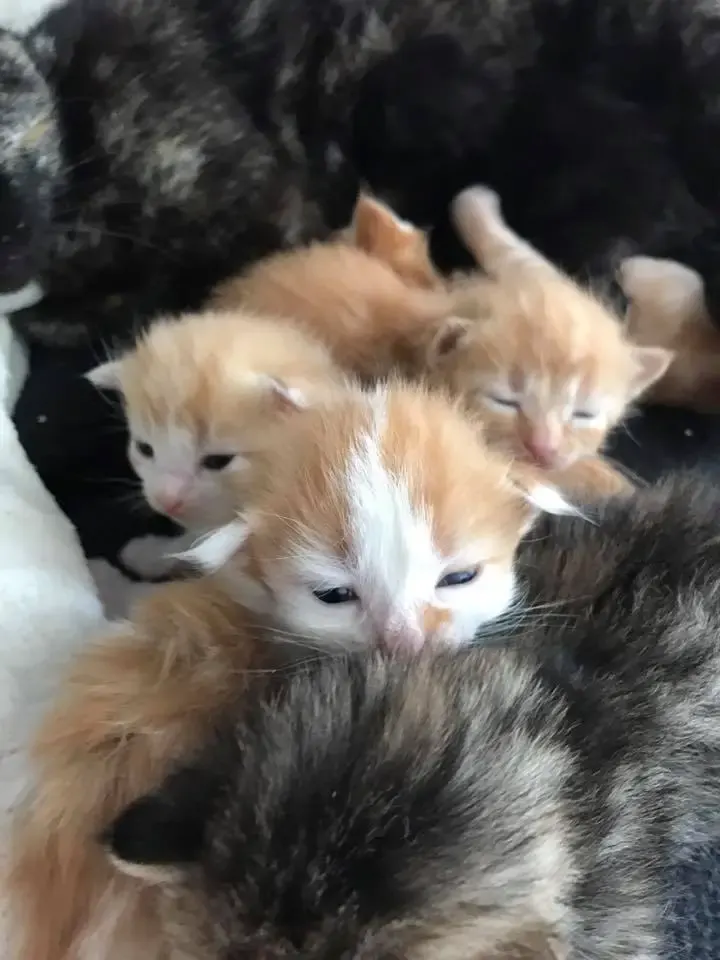 kittens and cat