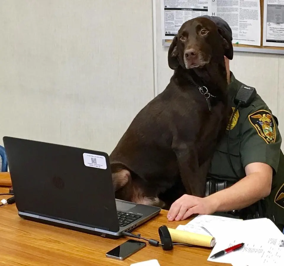 dog kisses soldier