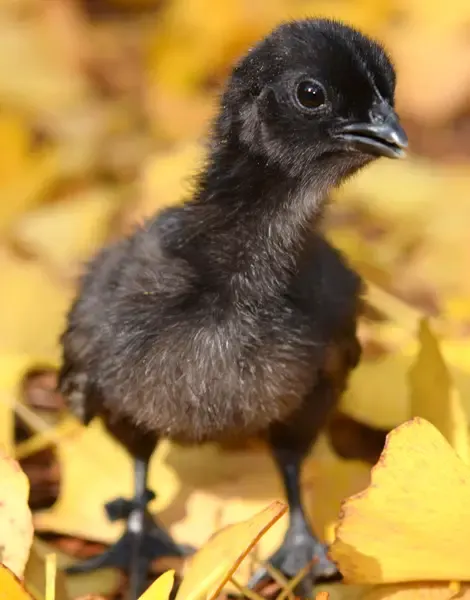 black chicken