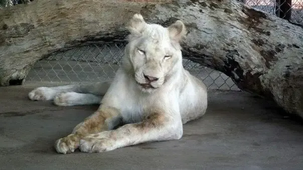 sick lioness finds love