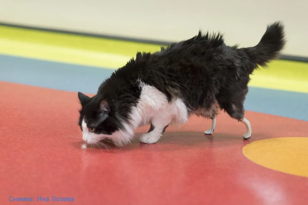 cat with tiny legs