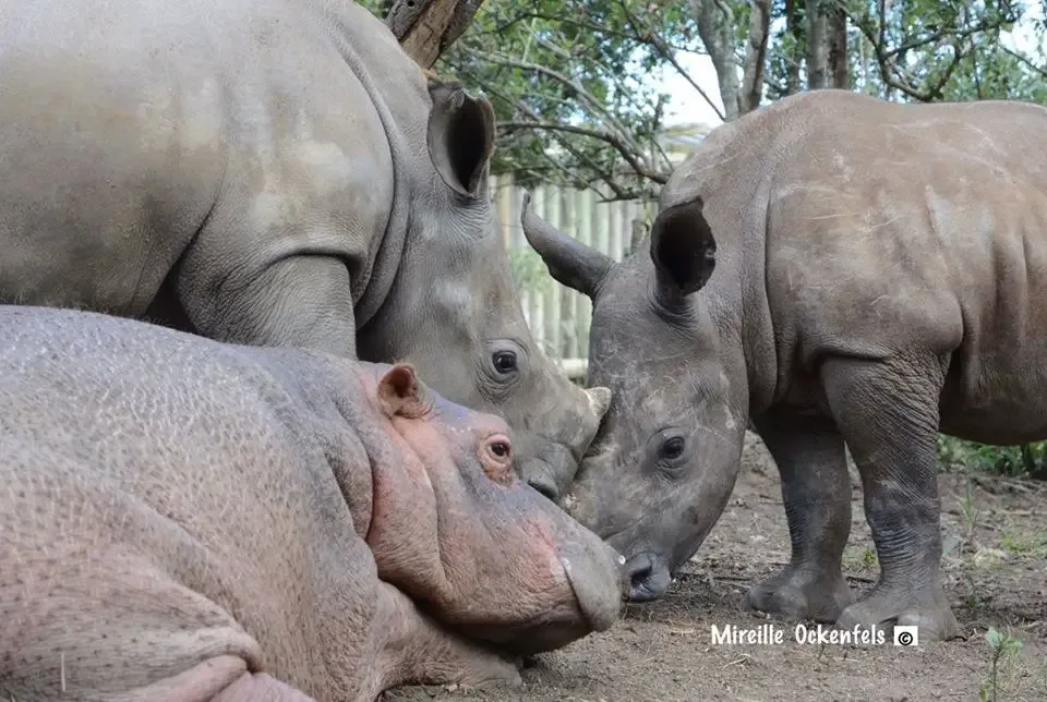 baby rhinos shot