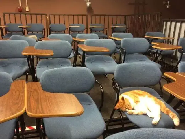 school cat