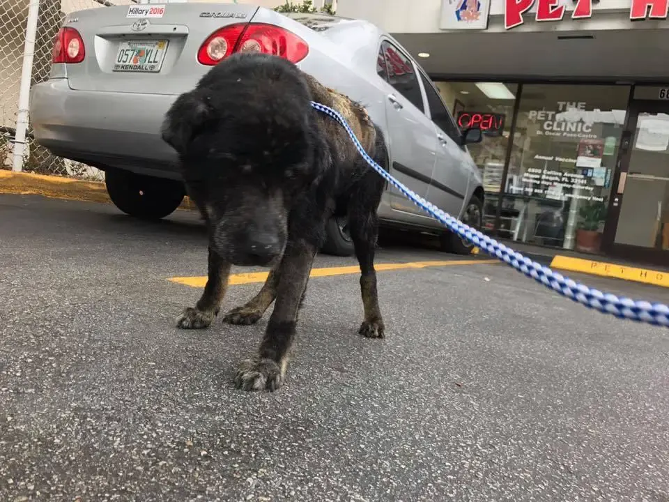 dog with ticks