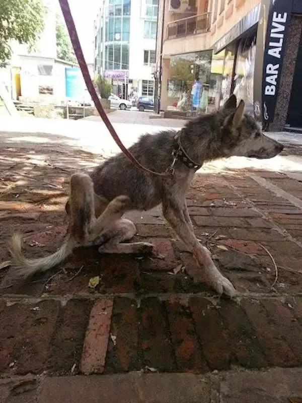 rescued dogs
