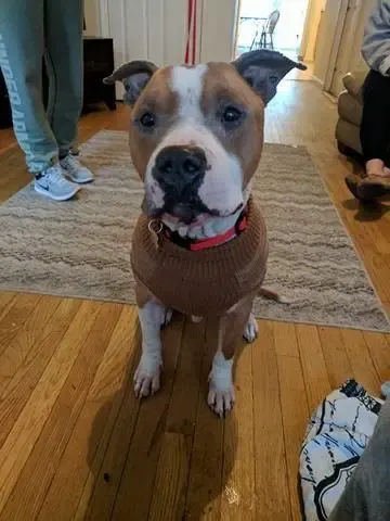 dog rescued from shelter