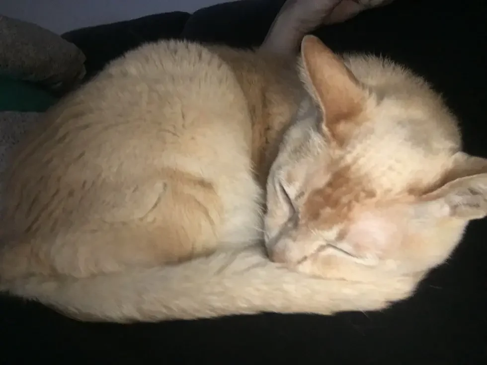 senior cat rescued
