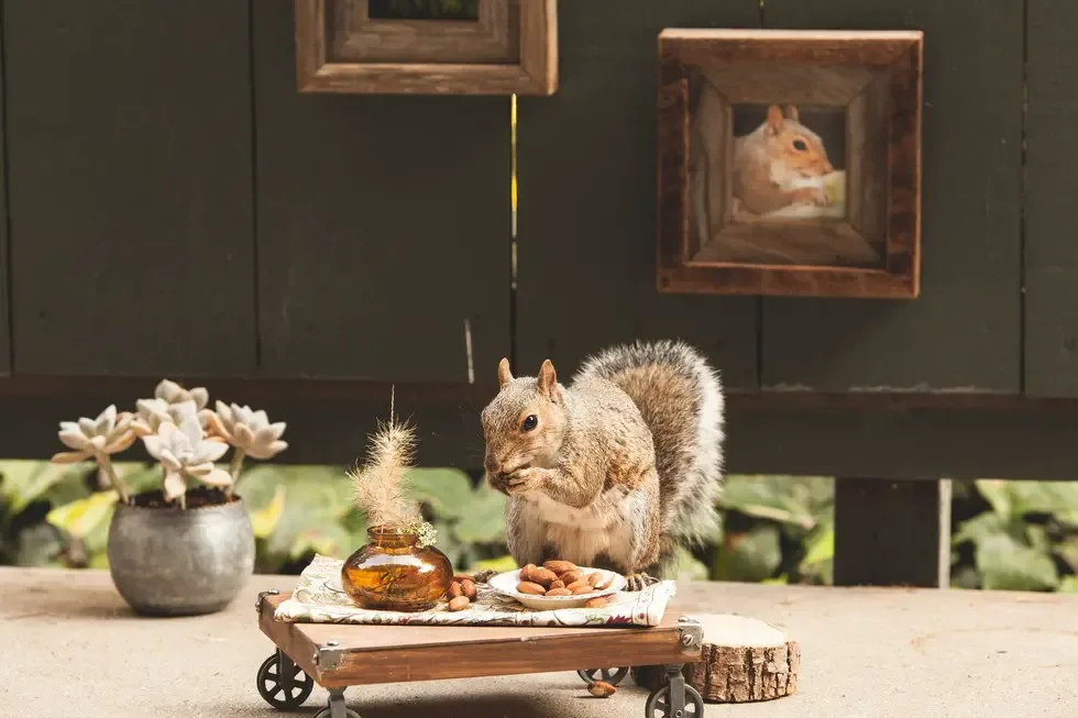 squirrel parties