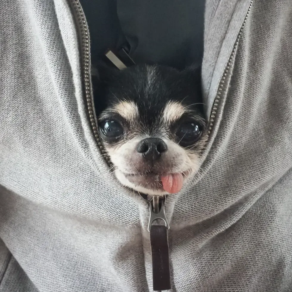 sick dog