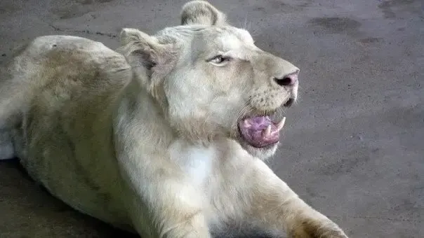 sick lioness finds love