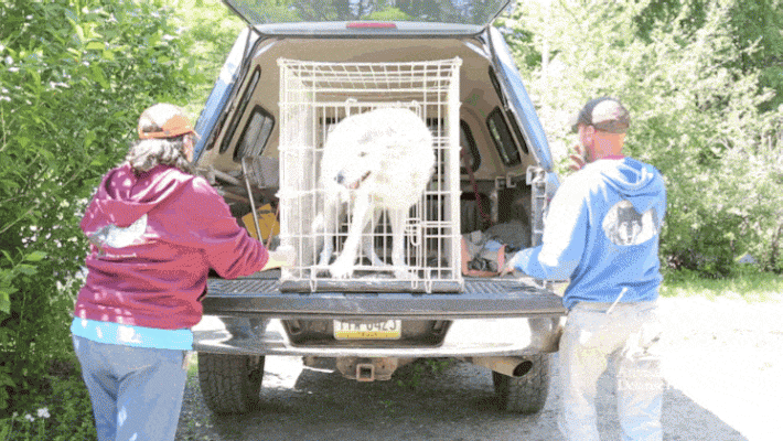 wolf rescued