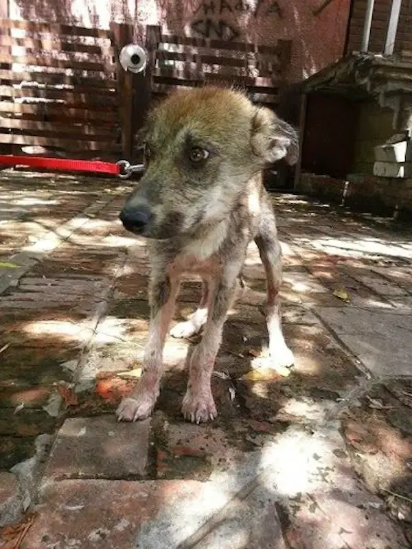 rescued dogs