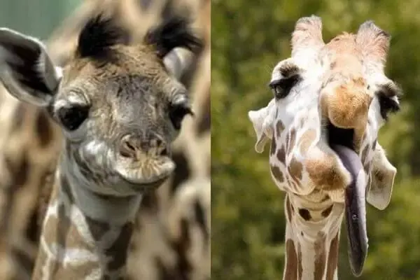 animals with down syndrome