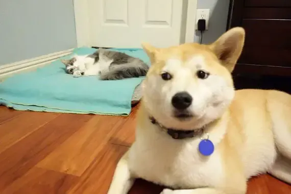 cats on dog beds