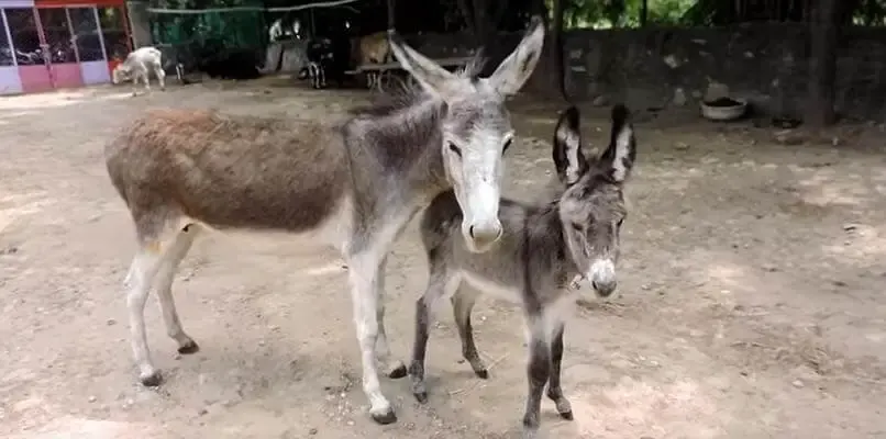 injured baby donkey