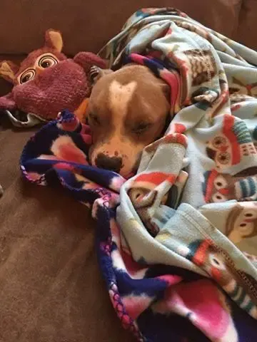 dog rescued from shelter