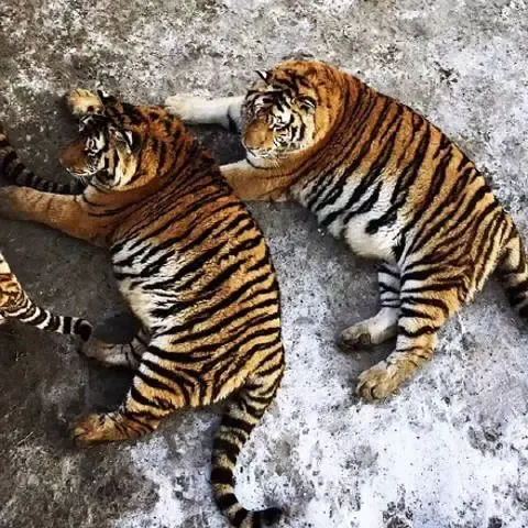 chubby tigers