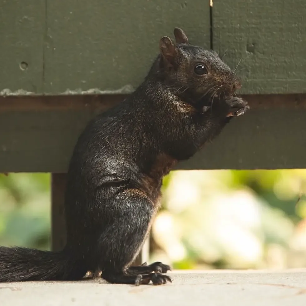 squirrel parties