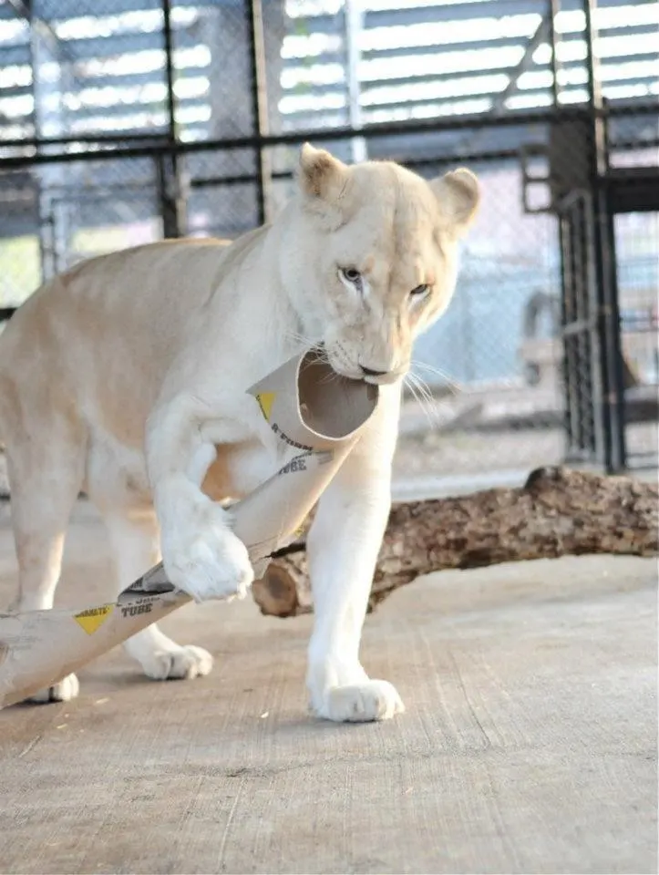 sick lioness finds love