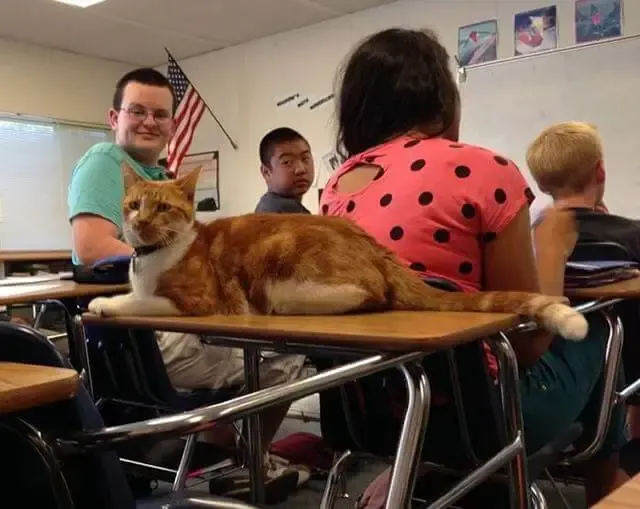 school cat