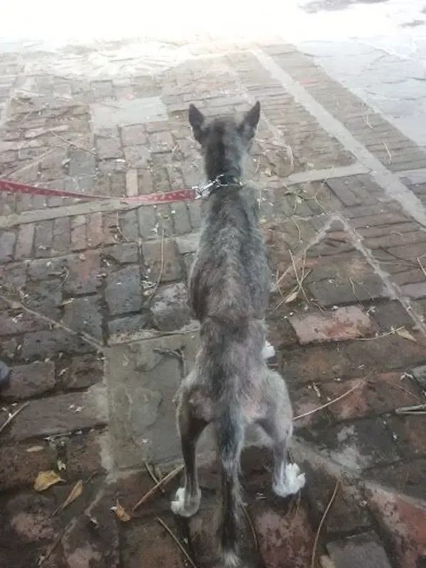 rescued dogs