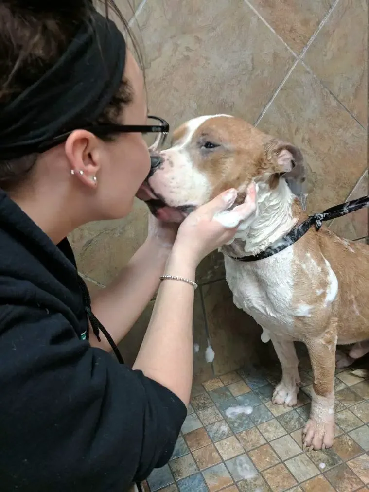 dog rescued from shelter