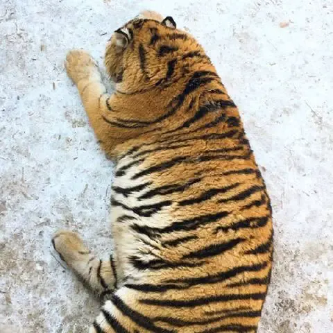 chubby tigers