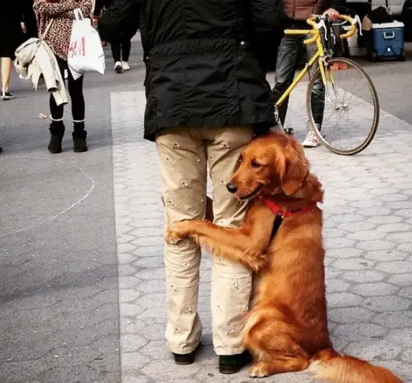 dog hugs people