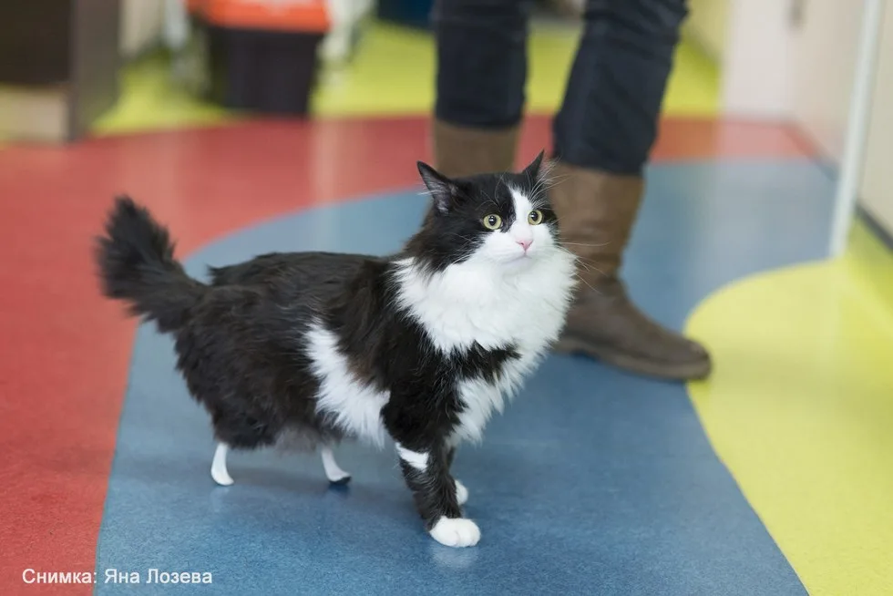 cat with tiny legs