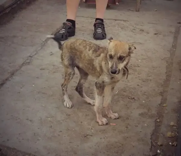 rescued dogs
