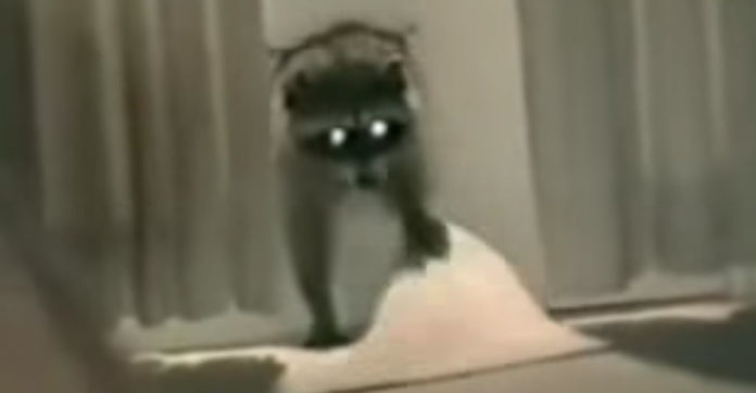 Raccon-Steals-a-Carpet