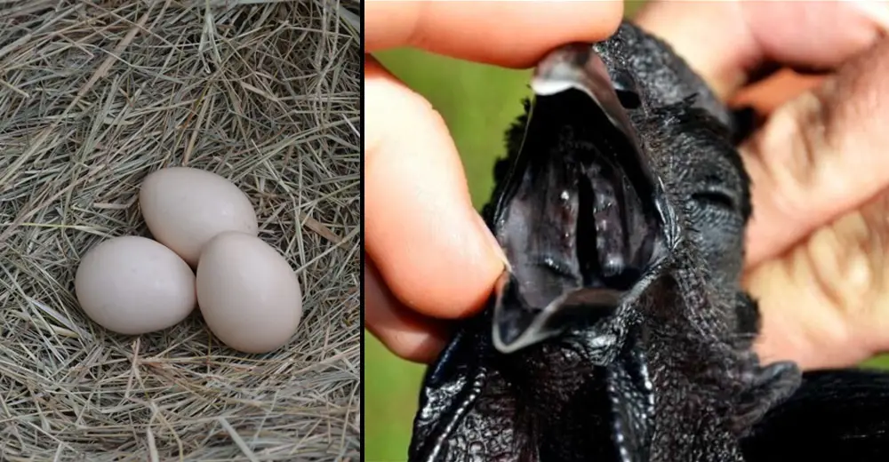 Farmer Notices Cream-Colored Eggs About To Hatch. Then Gasps At A Rare