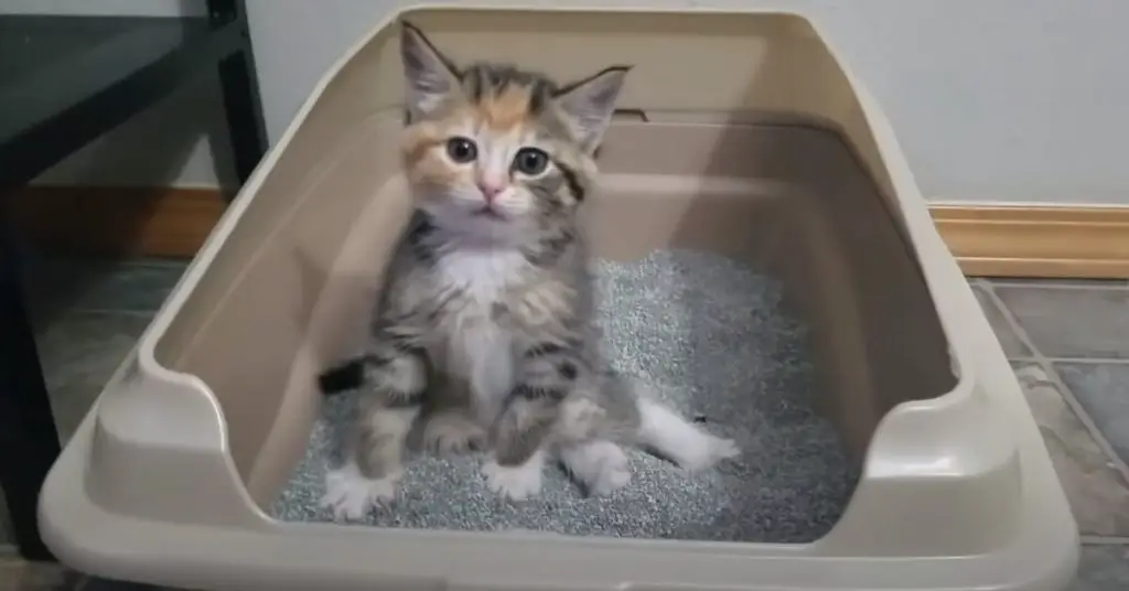 Kitten Learning How To Use The Litterbox Reacts To Pooping