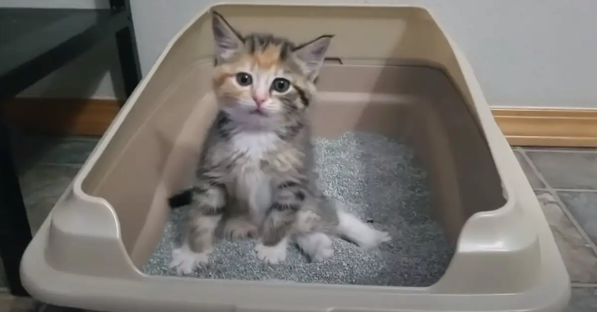 Kitten Learning How To Use The Litterbox Reacts To Pooping