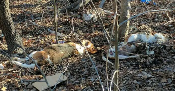 dog-bodies