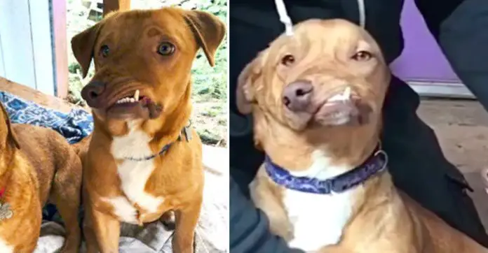 dog-deformed-jaw