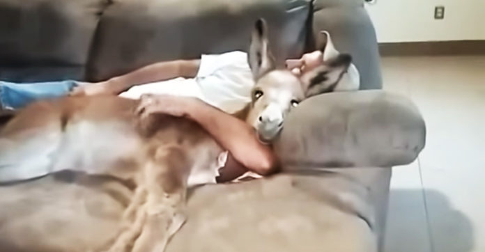 Baby Donkey Thinks She S A Lap Dog And Loves Snuggling On The