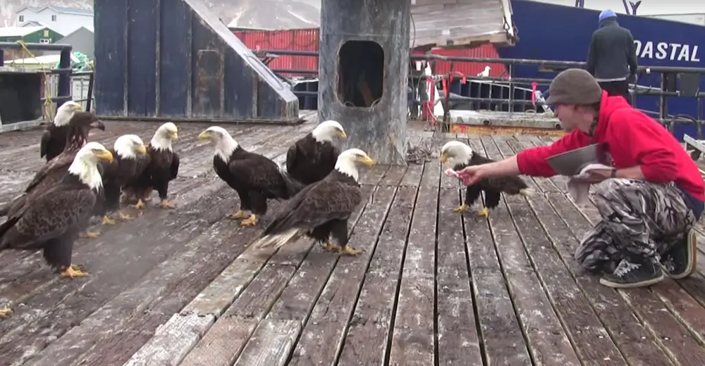 Fisherman Is Feeding A Huge Flock Of Bald Eagles — Then The Camera Pans
