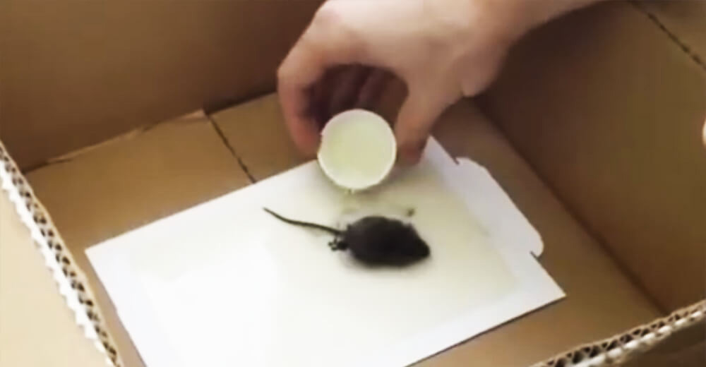 If You Ever Catch A Mouse In Your Home, This Is The Single Most