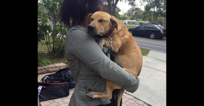 harper-dog-rescue-redlands