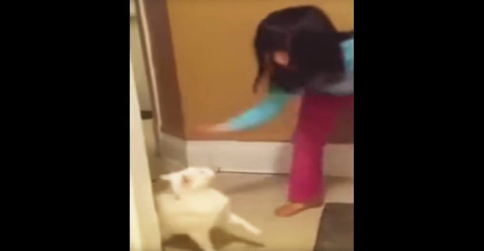 kid-hit-cat-karma