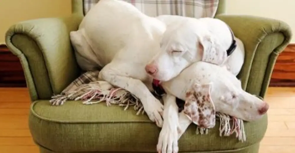 Mommy Dog Who Was Separated From Her Baby Reunites After 7 Years Apart